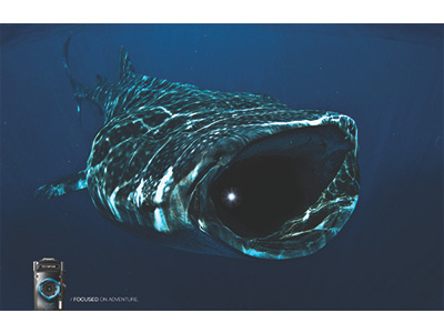 Olympus Whale Ad advertising olympus camera photography sd portfolio