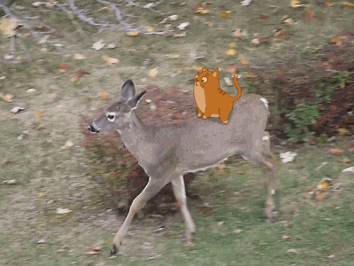 Ride it animal animation cat deer gif pet video