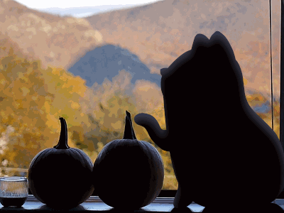 Autumn in New York animal animation autumn cat character fall landscape pet teodor video