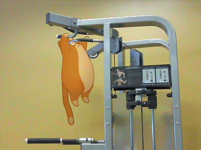 Keep trying! animal animation cartoon cat fitness gif gym sport teodor toon