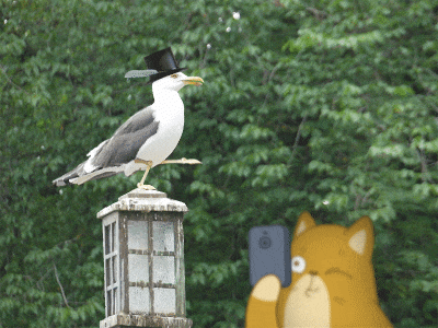 Dance, Dance, Little Bird! animal animation bird cat character design gif motion pet photo seagull teodor