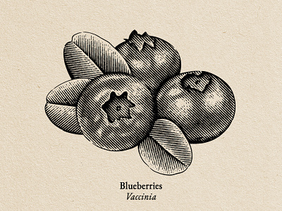 Blueberries blueberry engravings blueberry illustration engraving fruit illustration illustration label design pen and ink illlustration vector vintage illustration