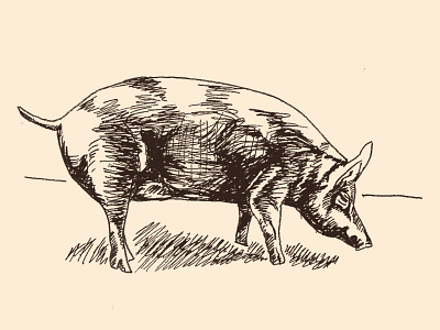 Pork cooking food illustration menu design menu pig pork protein