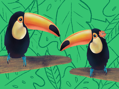 Toucan toucan tropical