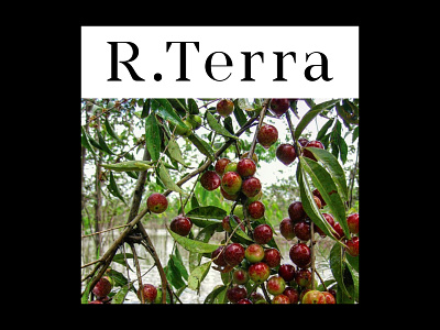 R.TERRA IDENTITY