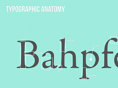 Typographic Anatomy anatomy type typographic anatomy typography
