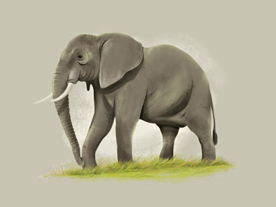 Species 3 africa animal art caceres diego digital elephant illustration illustrator photoshop species zoo