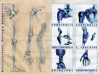 Articulaciones, Analogía Geométrica