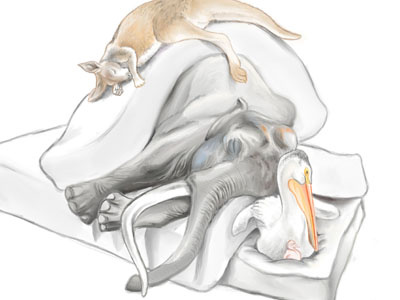 Shhh animals illustration sleeping thenorthsea tuftandneedle