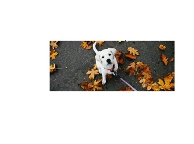 goodall dog training