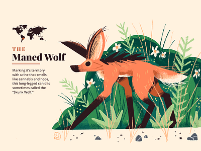 Maned Wolf animal cute fact forest fox grasslands illustration wolf