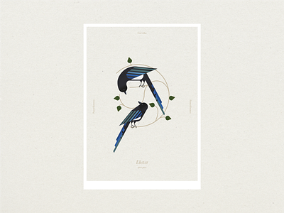 Stylised birds - Magpie adobe illustrator art bird digital flyer poster stylised vector