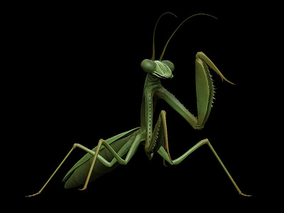 Mantis Model