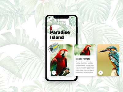 Birds of Paradise