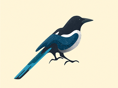 Ekster (Magpie) affinity designer art bird illustration magpie nature vector