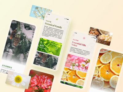 Aroma Index | Branding, Mobile App UIUX Design