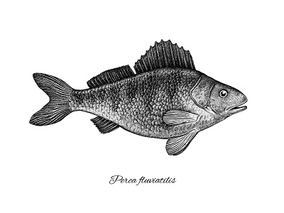 Perch art artwork black and white design fish fishing illustration ink pen perch science sketch