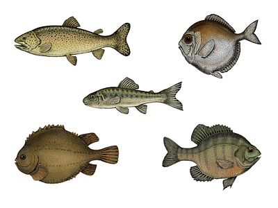 Fish Set animal art design fish fishing illustration ink nature raster sea set water