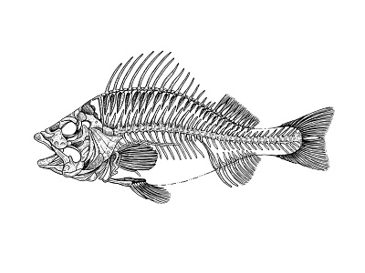 Fish Skeleton by Eugenia Hauss on Dribbble