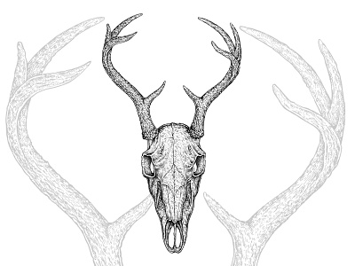 Deer Skull animal art artwork black and white deer drawing hand drawn horns illustration ink skull texture