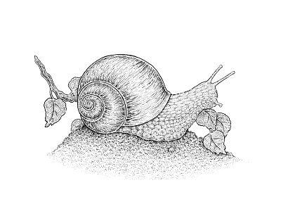 Snail Tutorial animal black and white drawing illustration ink leaves nature nib pen sketch snail tutorial
