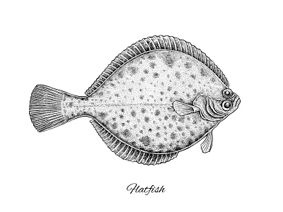 Flatfish apparel design art artwork design fish fishing flatfish flounder ink print design science illustration