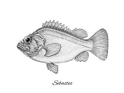 Sebastes