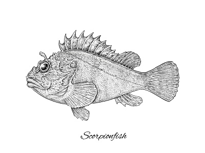 Scorpionfish art black and white fish fishing illustration ink nature science scorpionfish sea fish sketch vintage