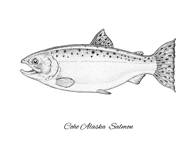 Coho Alaska Salmon art artwork coho alaska salmon drawing fish fishing hand drawn ink salmon scientific vintage