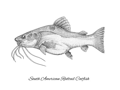 South American Redtail Catfish art artwork catfish design fin fish fishing nature science illustration