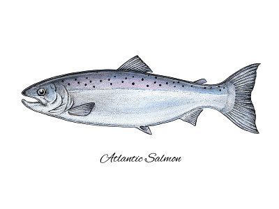 Atlantic Salmon apparel art artwork atlantic salmon colorful design fish illustration print salmon