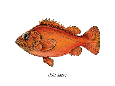 Sebastes art artwork design fish fishing illustration nature red red sea perch rock fishing sea sebastes