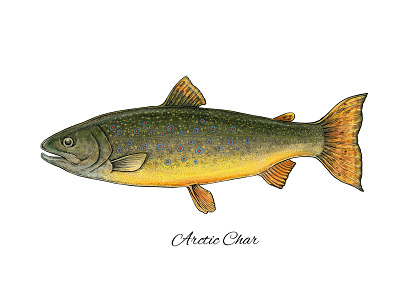 Arctic Char animal arctic char art artwork char colorful fish illustration mixed media nature realistic sea