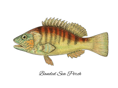 Banded Sea Perch