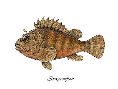 Scorpionfish apparel art artwork brown design fish hand drawn illustration mixed media print scorpionfish