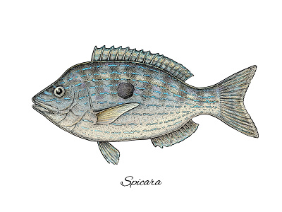 Spicara animals apparel print fish fishing illustration marine mixed media nature science scientific sea spicara