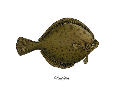 Flatfish apparel design art artwork colorful design fish fishing flatfish flounder ink print design science illustration