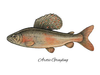 Arctic Grayling arctic grayling art artistic artwork digital art fish fishing mixed media scientific illustration