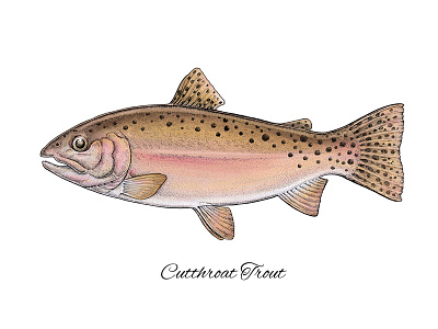 Cutthroat Trout apparel print art cutthroat trout digital art fish fishing illustration mixed media realistic science trout