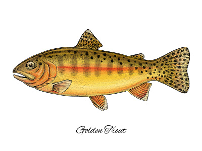 Golden Trout animals apparel print design art artwork bright fish fishing golden trout nature scientific illustration trout