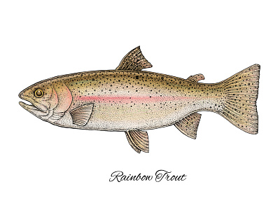 Rainbow Trout animals apparel print design art fauna fish fishing mixed media nature rainbow trout trout
