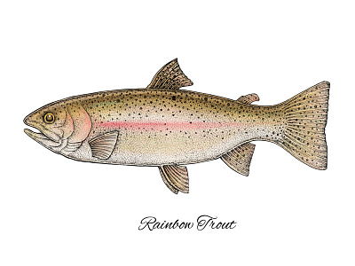 Rainbow Trout