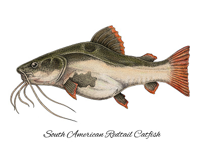 South American Redtail Catfish art artwork catfish colorful digital fish fishing mixed media science scientific illustration south american redtail catfish