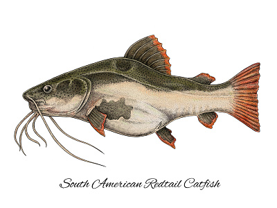 South American Redtail Catfish