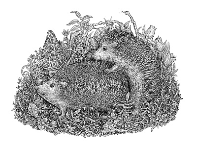 Hedgehogs’ life, Part I animal art black and white cute forest funny hedgehog ink mating natural nature sketch