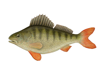 Perch animal art digital art digital painting fauna fish illustration perch realistic