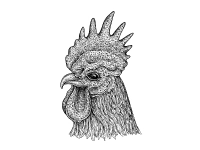 Rooster animal art artwork black and white cock farm head illustration ink rooster
