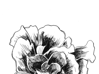 Fleur 2/10 dessin dessin de fleur encre fleur flowers illustration illustration florale ink inktober2020 rose