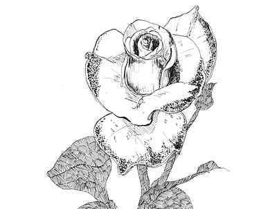 Fleur 3/10 dessin dessin de fleur encre fleur flowers illustration illustration florale inking inktober inktober2020