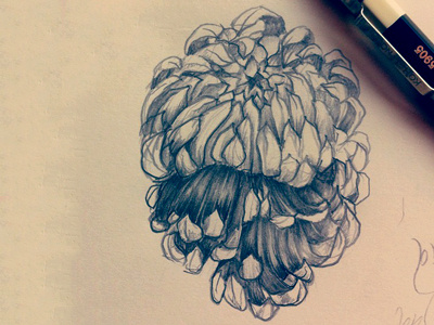 Chrysanthemum Skull Sketch flower hand drawn sketch skull